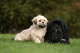 LHASSA APSO 160